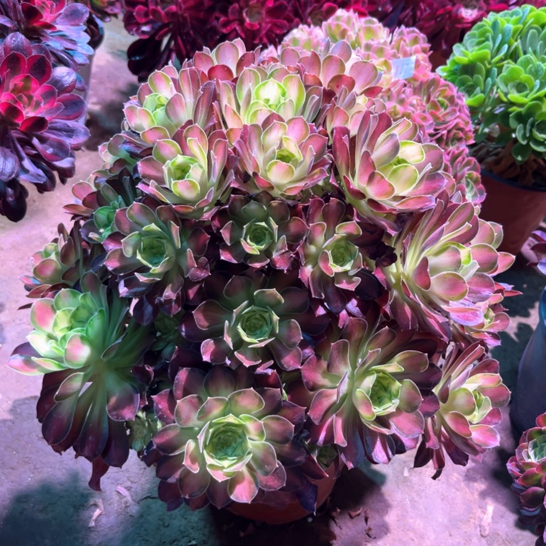 多肉植物韶华171