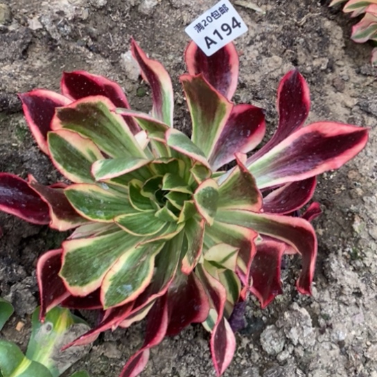 魅影194多肉植物