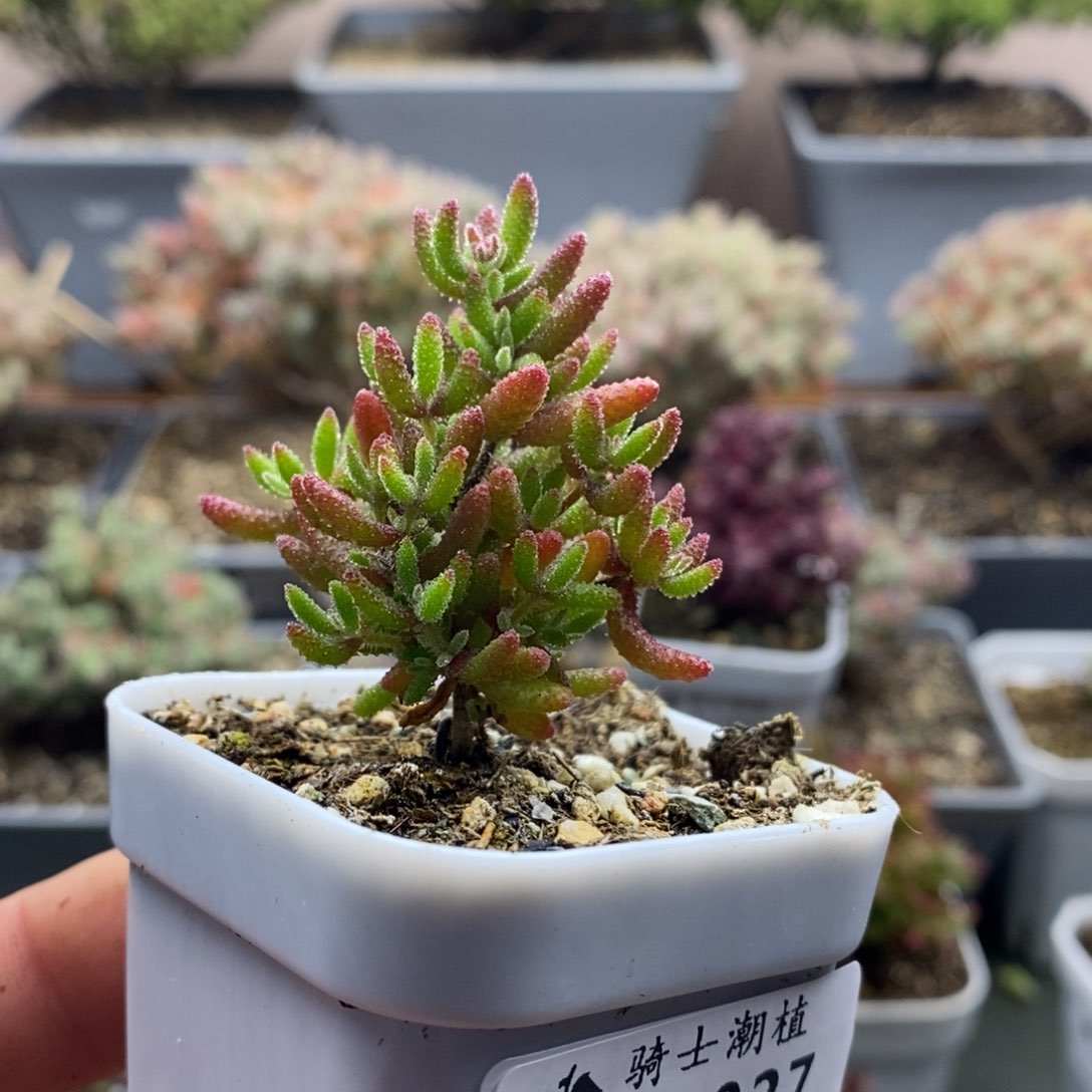 2027红麒麟枝干番杏