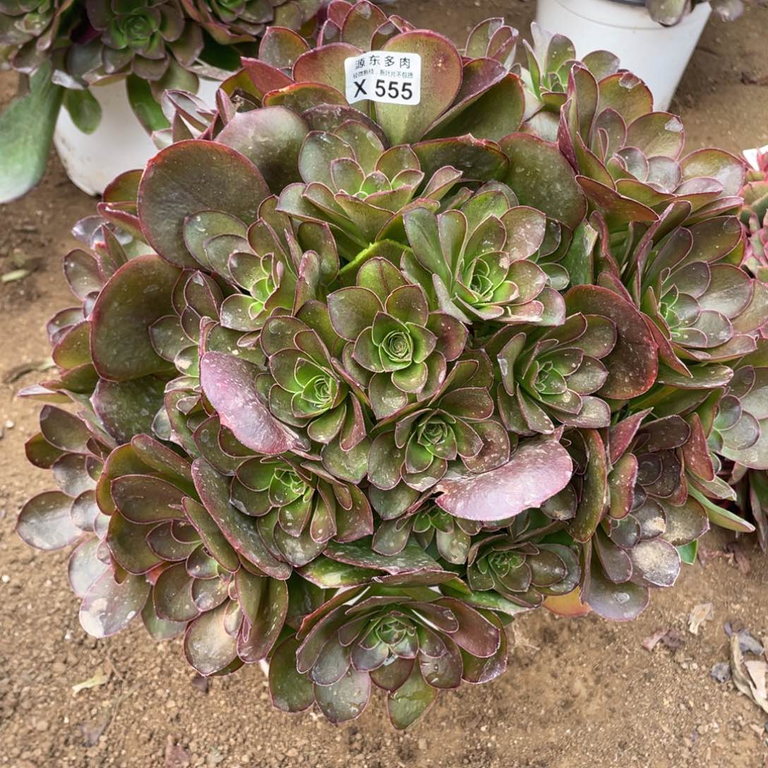 555魅金玫瑰多肉法师断枝不包