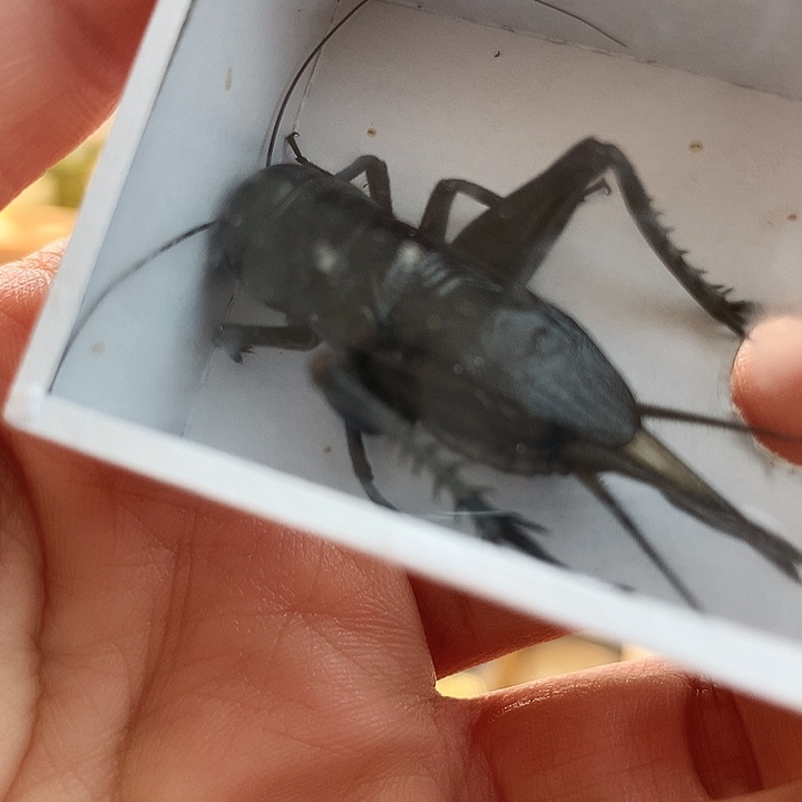 天***喊黑虫大个头一只啊啊啊啊啊啊啊