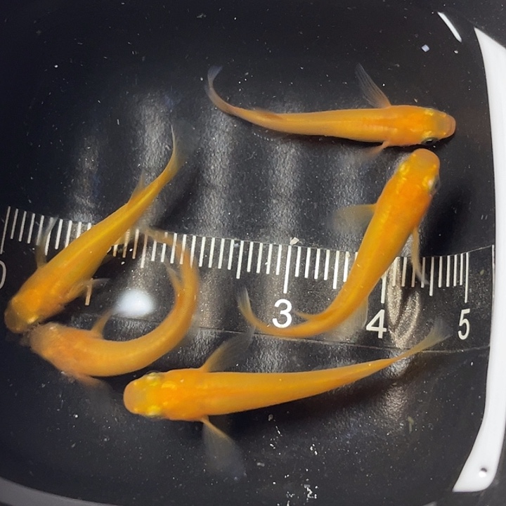 青鳉鱼松井长鳍红帝5条，25号，满15包邮，可叠单