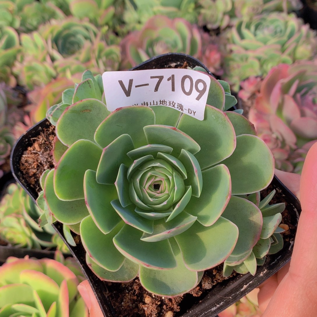 7109会掉侧芽可可西