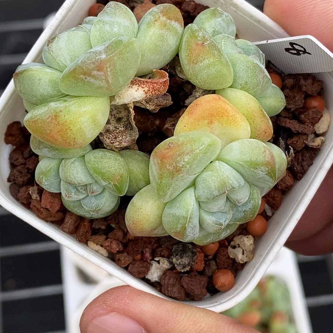 冰玉30包邮非偏远