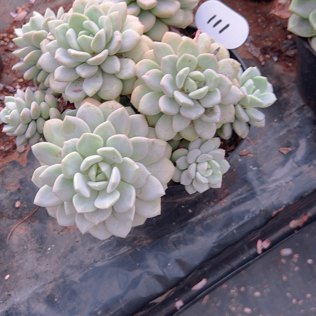 精品多肉幺幺幺十月份发货