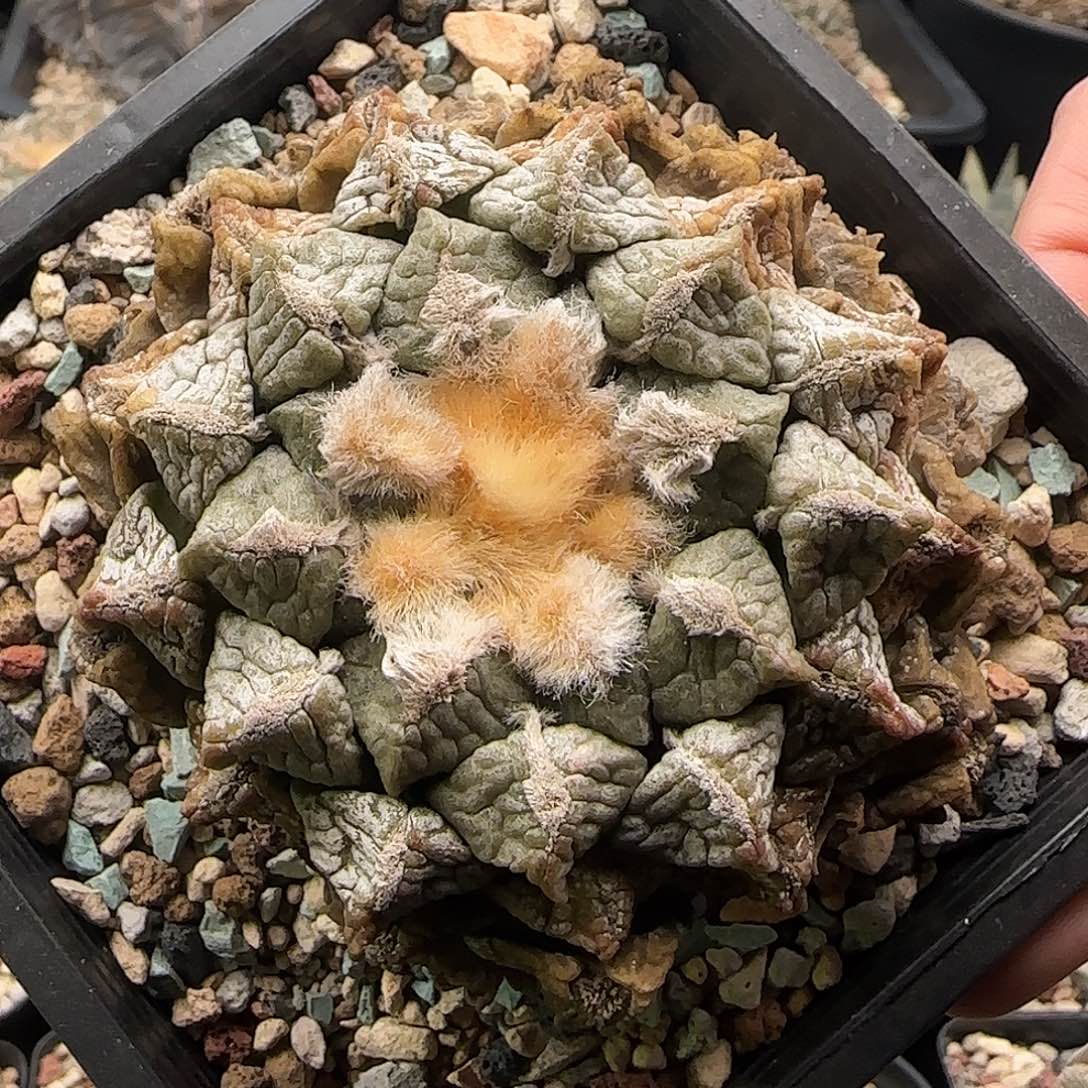 连山仙人球111111111111111