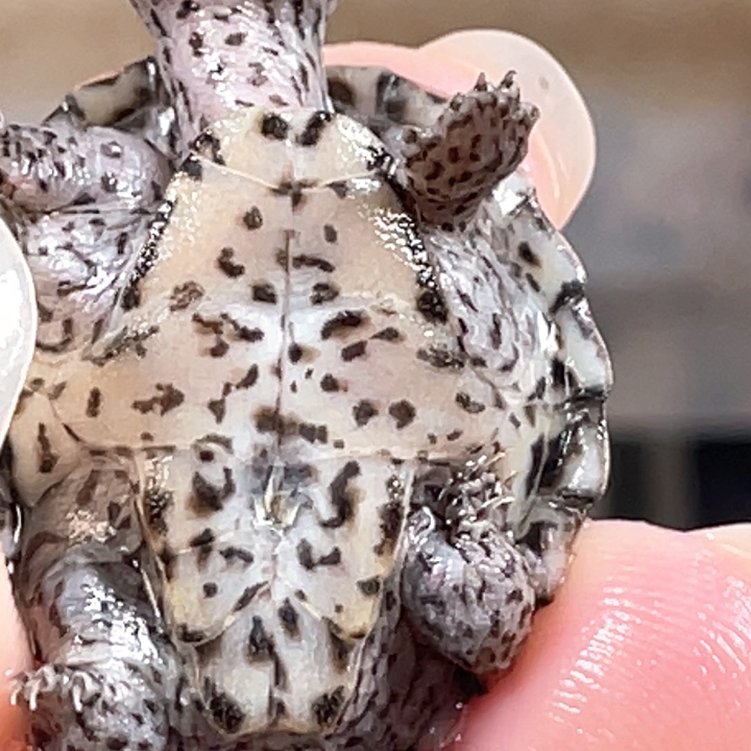 剃刀龟不分公母Z6全品粗满纹黑刀