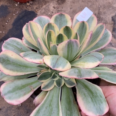 117香炉盘白锦满25包邮多肉