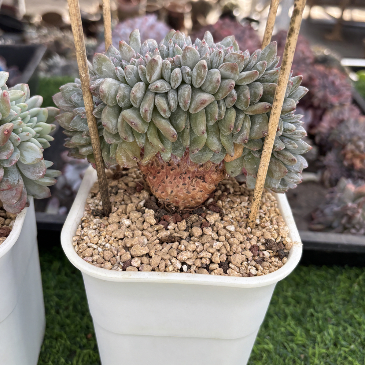多肉植物一物一拍，发货