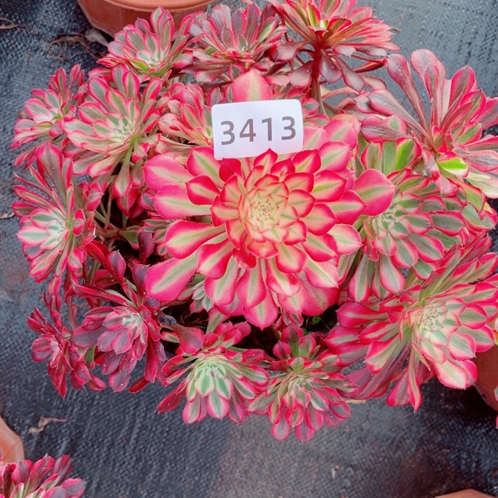 同花顺特价多肉发货