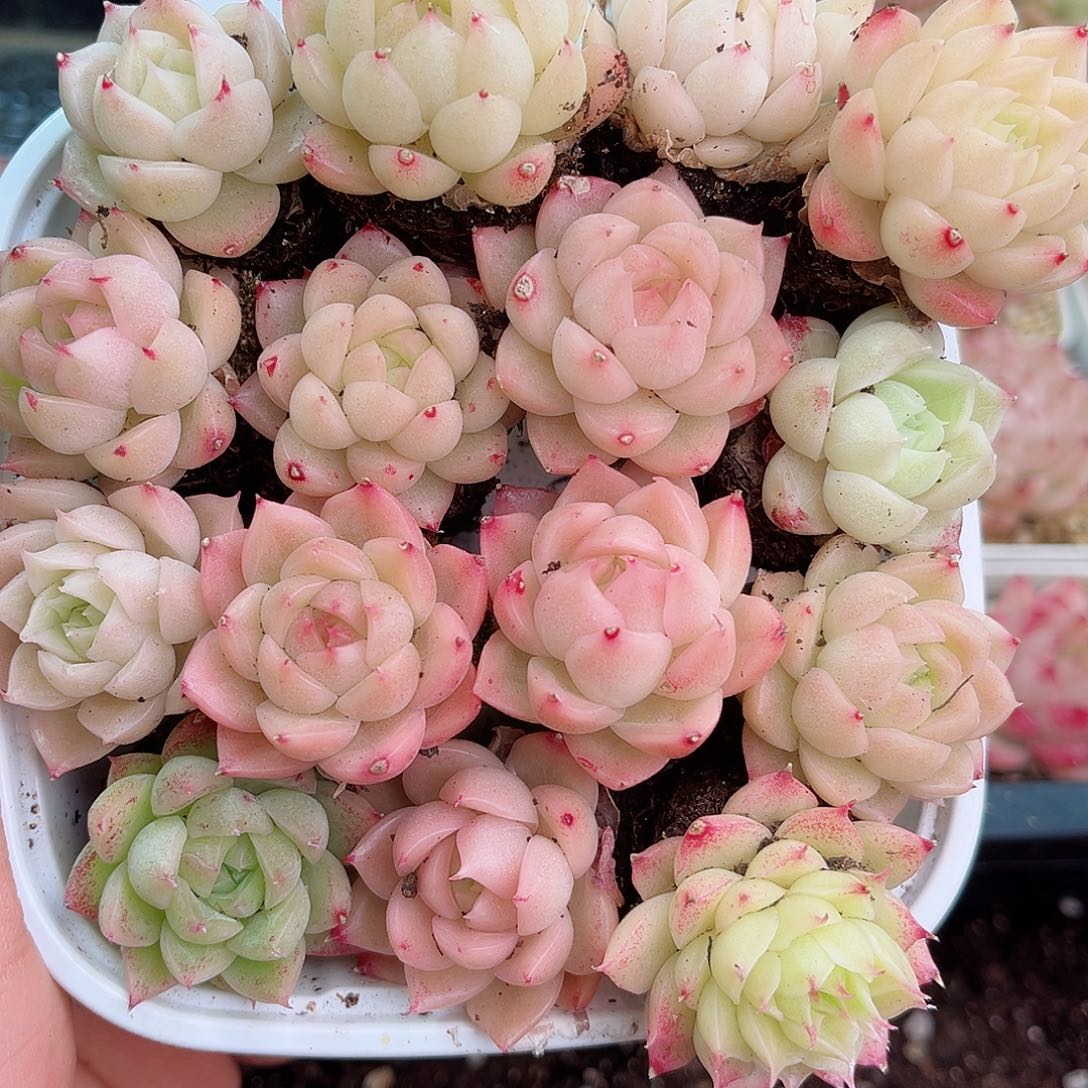 1-699 新疆西藏内蒙不发12.8包邮2-3公分多肉