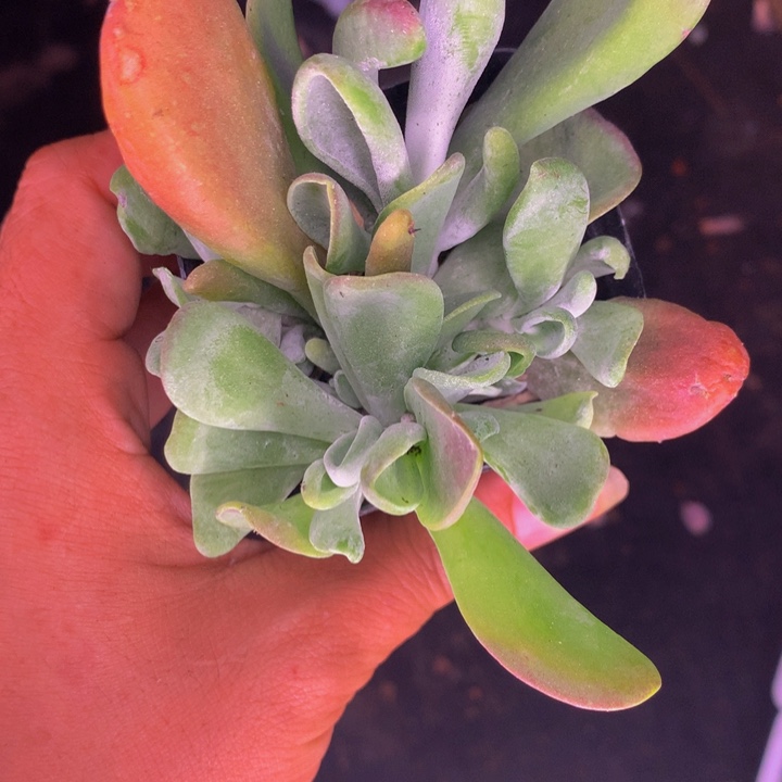 火狐狸  （满9.99包邮不满9.99发叶子）