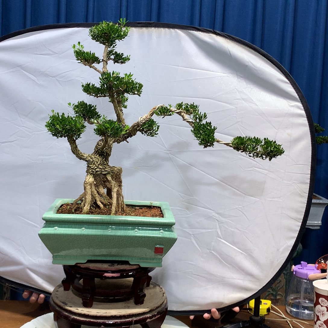 无花朵黄杨盆景一物一拍