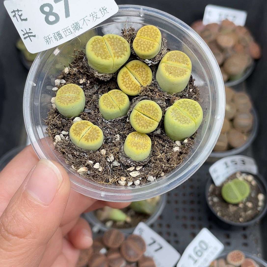 8700000花花花花花花花