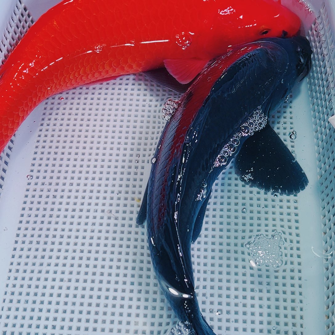 锦鲤锦鲤冷水观赏鱼