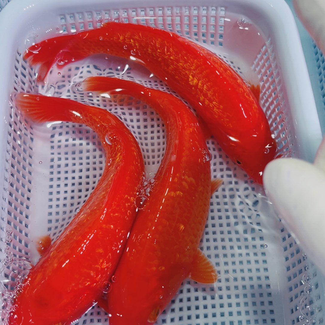 锦鲤锦鲤冷水鱼观赏