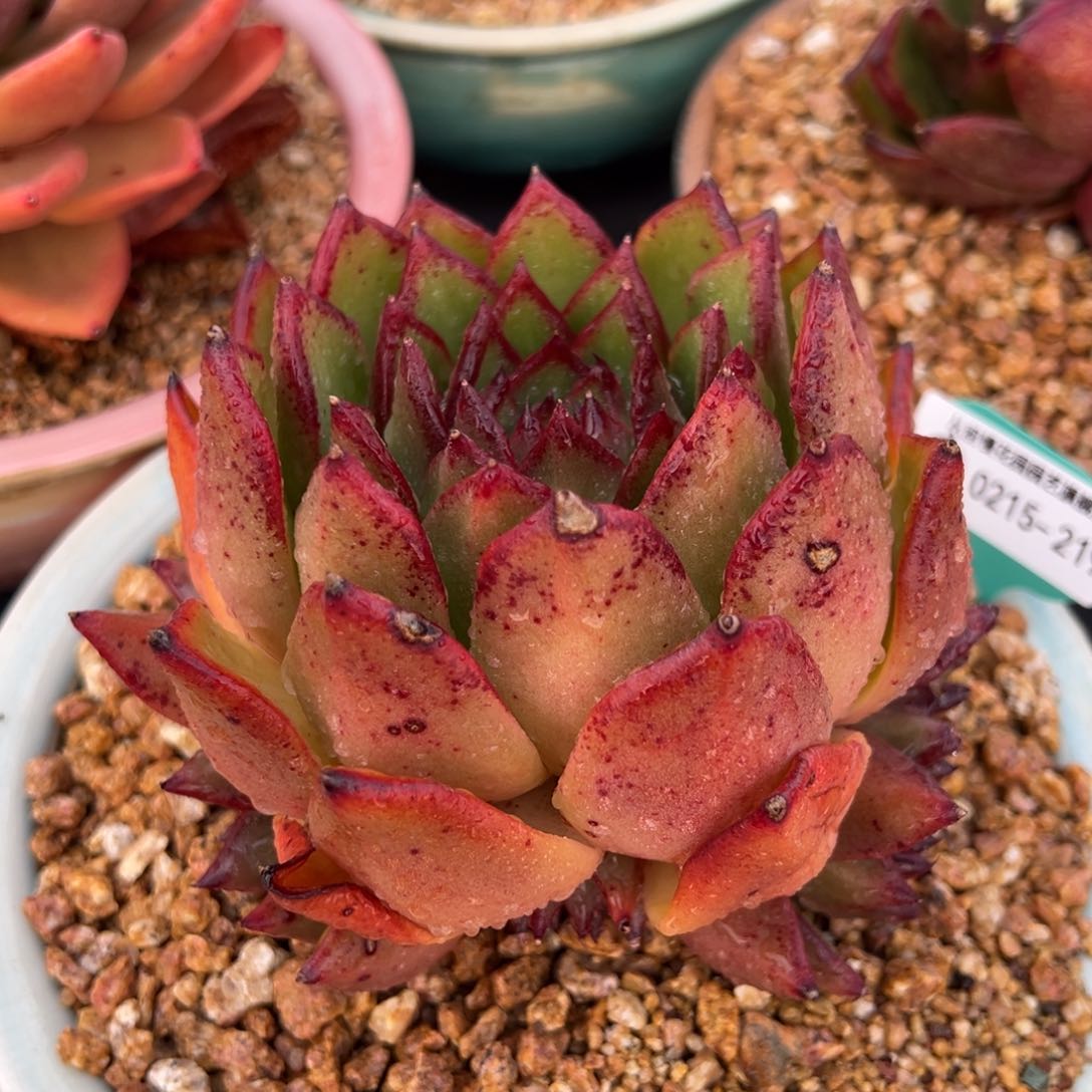 从前慢多肉精选超过0215.219