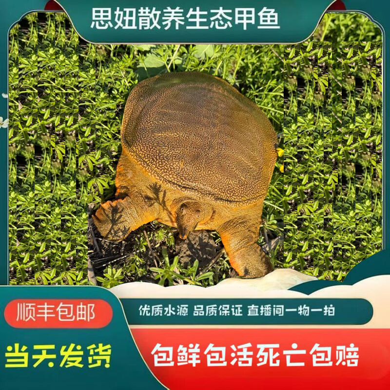 现挑现选 一物一拍 以直播现场称重为准 外塘生态王八水鱼团鱼