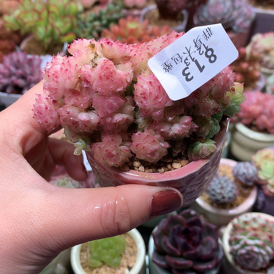 精控拇指盆12.13813