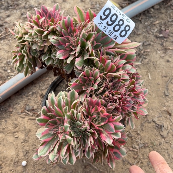 9988福袋多肉植物法师