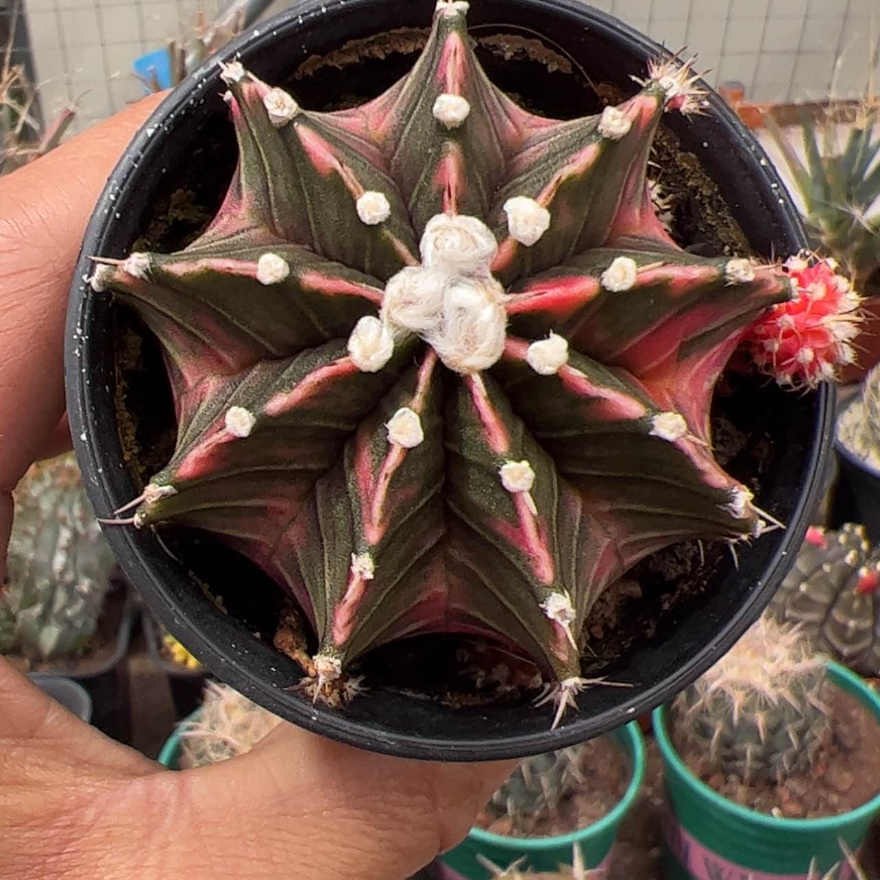 【闪购商品】实生仙人球