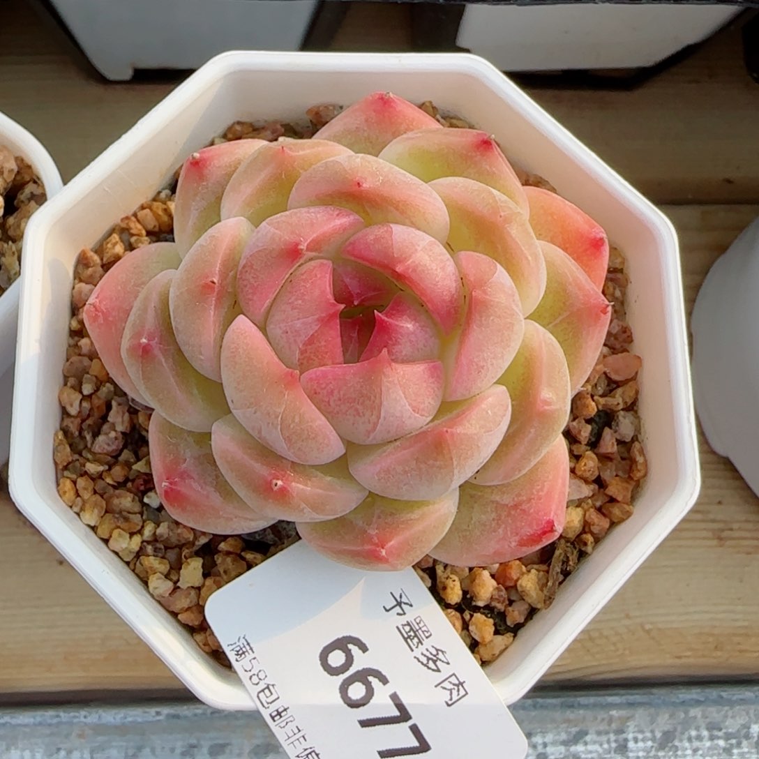 繁花，6677多肉植物