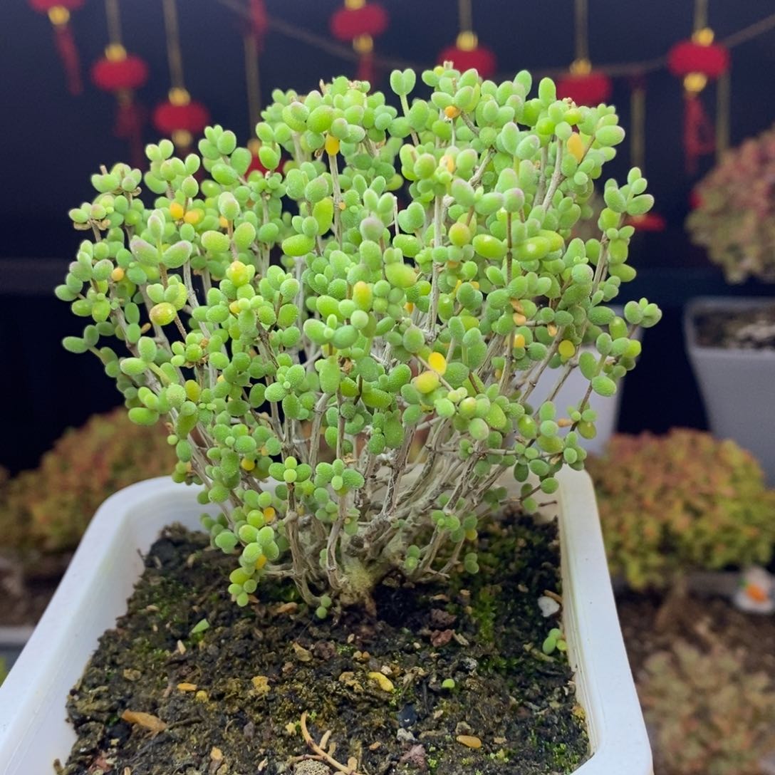 85号实生糖豆米枝干多肉