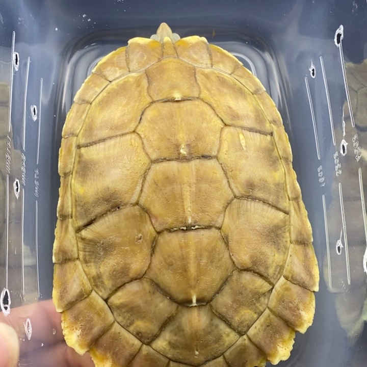 巴西彩龟母666666666