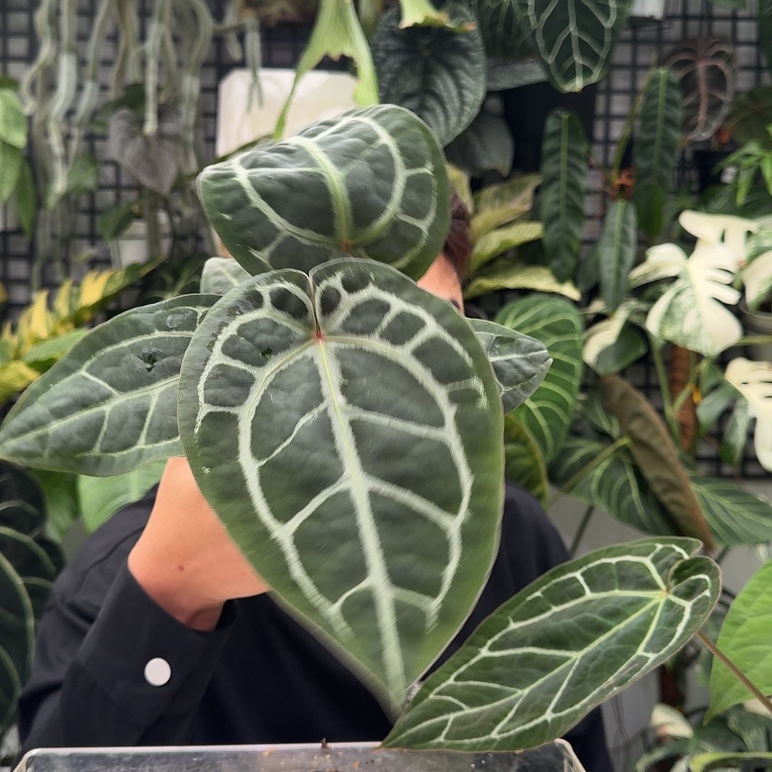 完全开放W129米歇尔杂南美小钻石