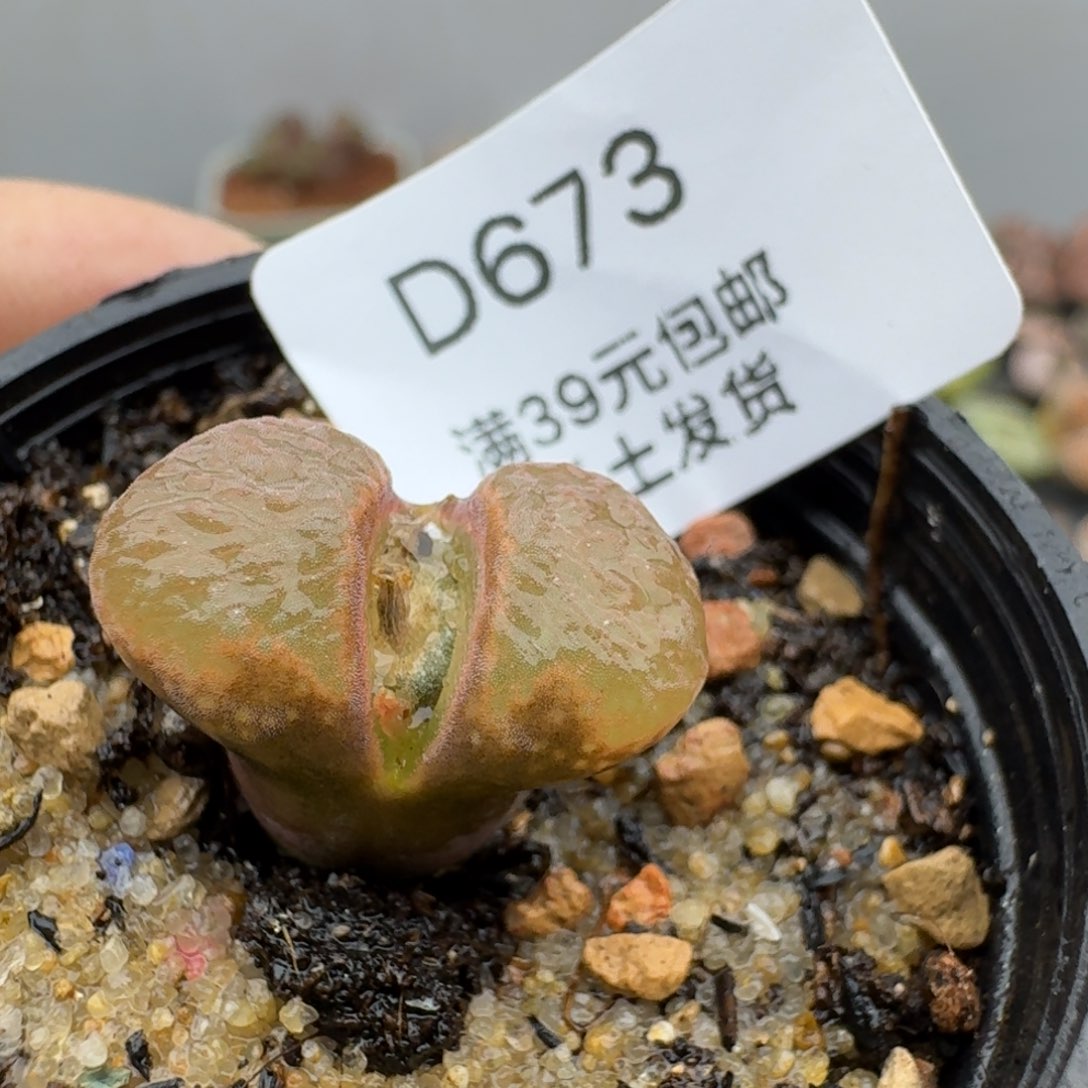 673多肉哈哈哈哈哈哈哈