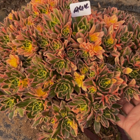 甜茶多肉植物44多肉不包断