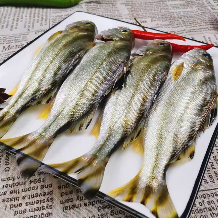 野生海捕斑猪鱼 天然新鲜 极速锁鲜发货全国顺丰冷链包邮3-4条/斤