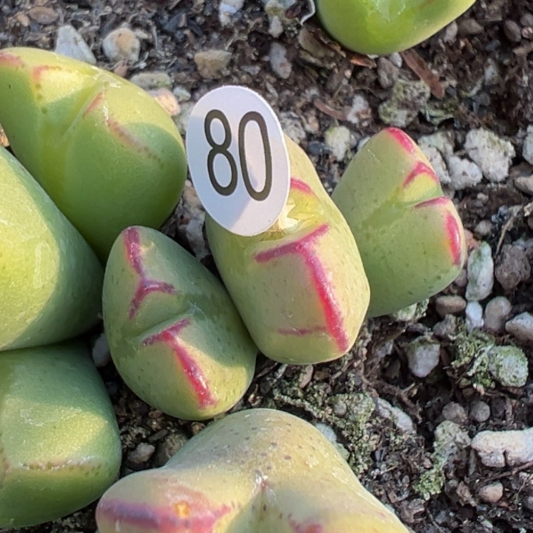 多肉植物111111111111111