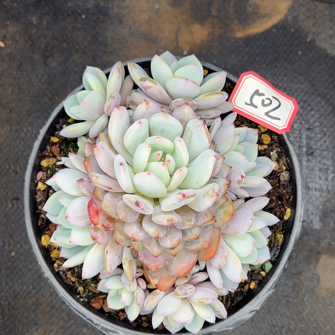 502号星星橙，一物一拍