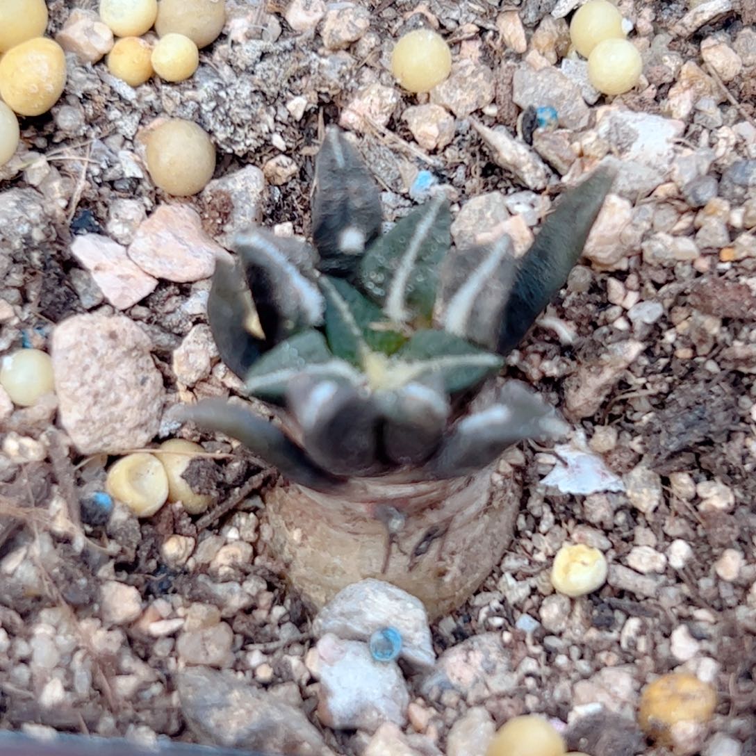 实生 黑牡丹仙人球