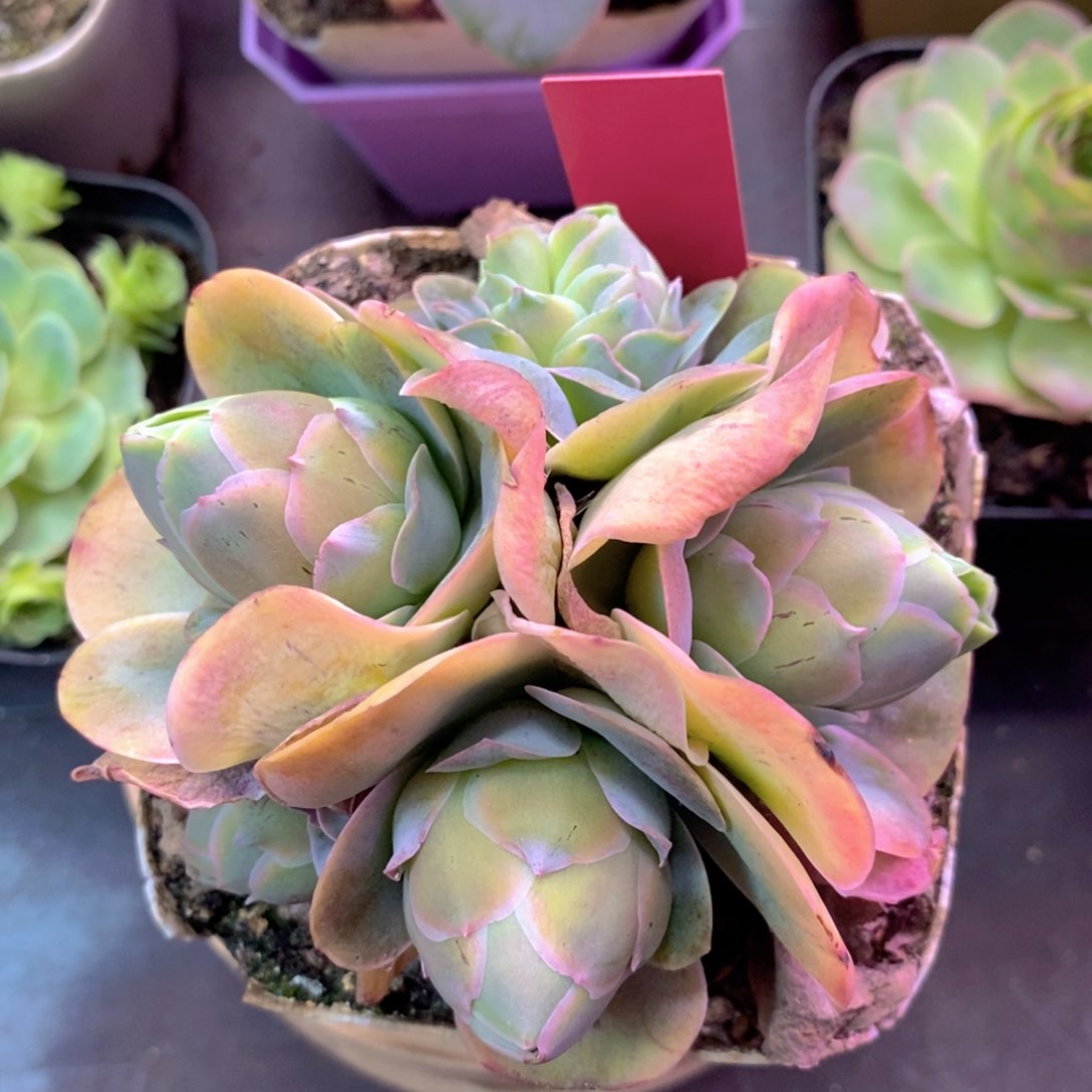 山地玫瑰下播福利一物一拍123帕尔玛缀化