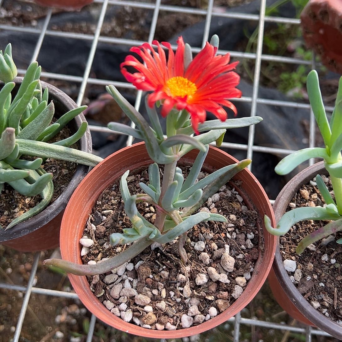 三颗橙花奔龙，脱土发