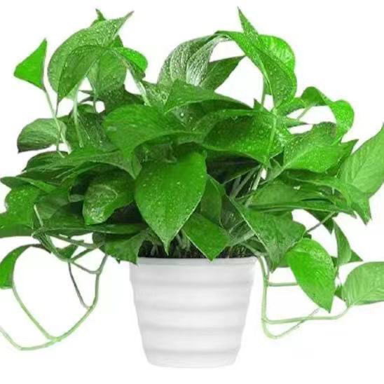 绿萝盆栽室内花卉绿植盆景四季常绿植物吸甲醛绿萝除甲醛新房