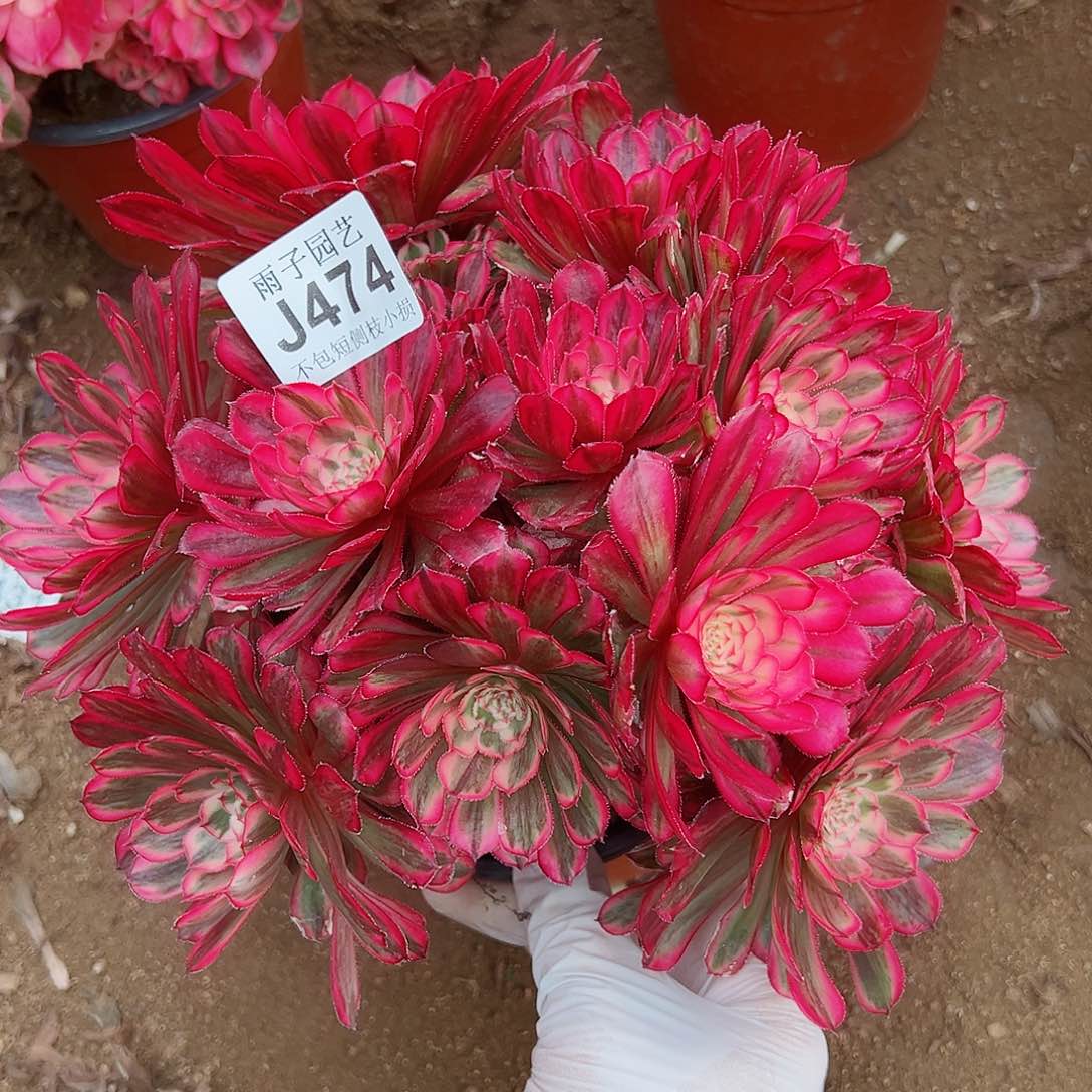 474白月光尺寸25左右