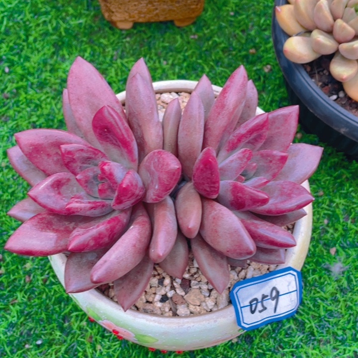 谢谢你的00000059