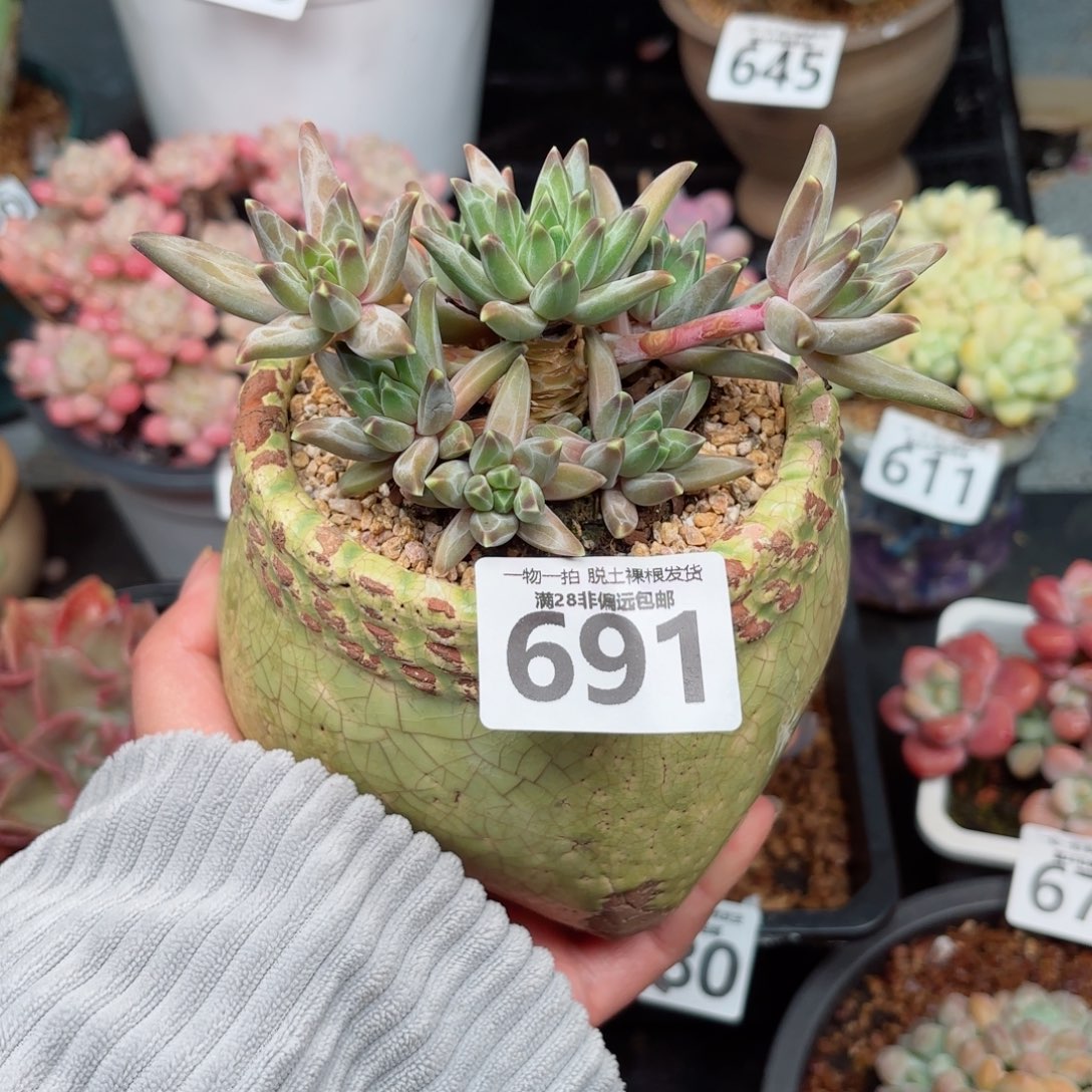 梵高多肉无盆土发货