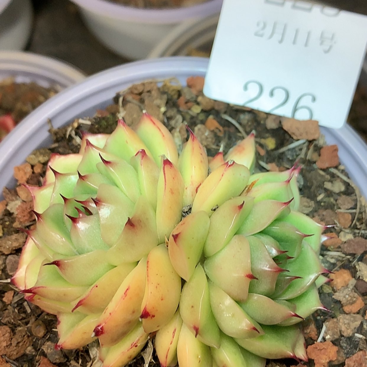 【闪购商品】云226