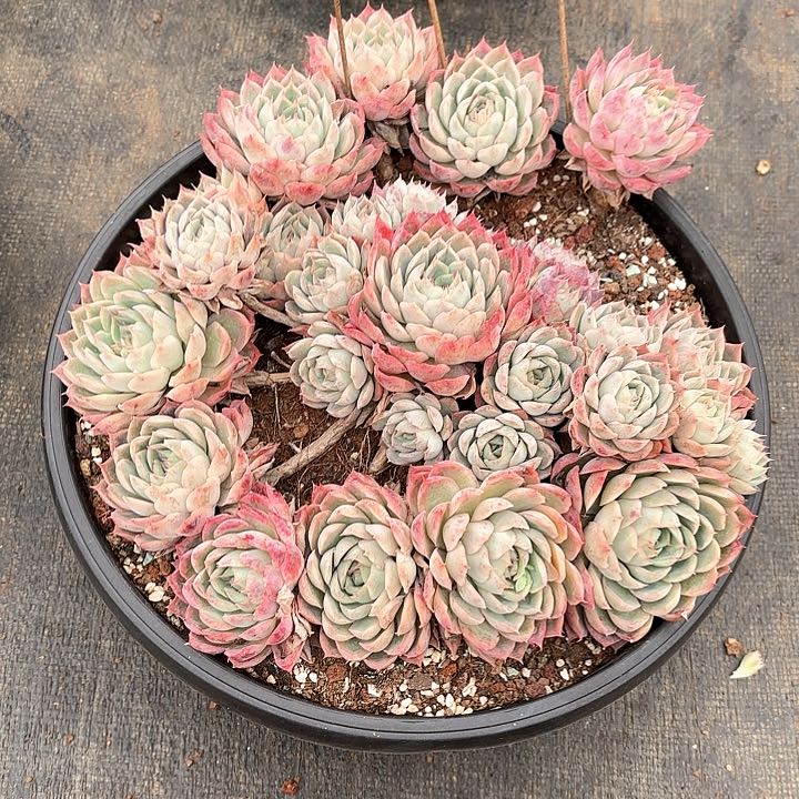 漠*多肉植物，草莓一颗