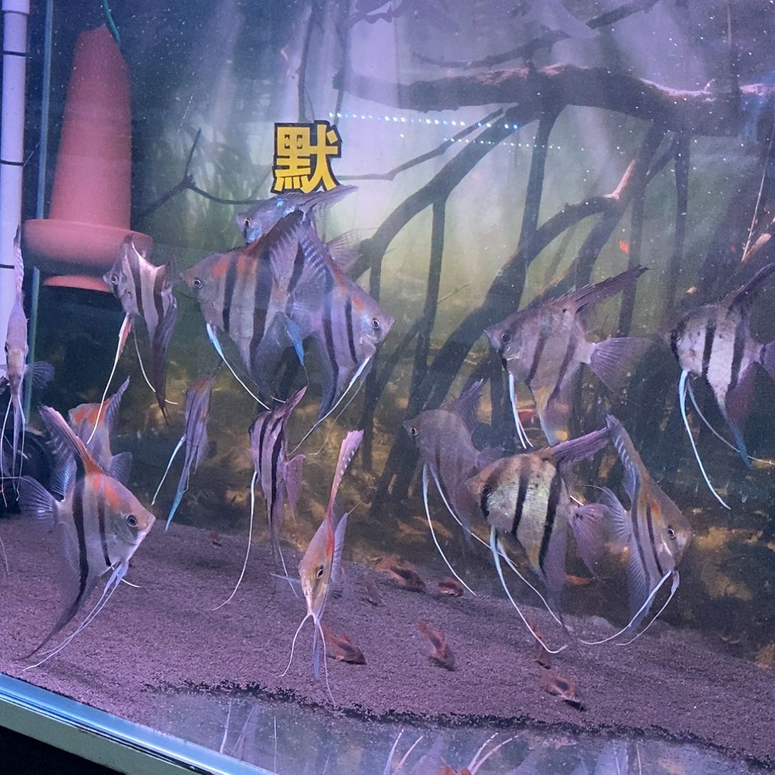 神仙鱼过*鼠鱼鼠鱼鼠鱼