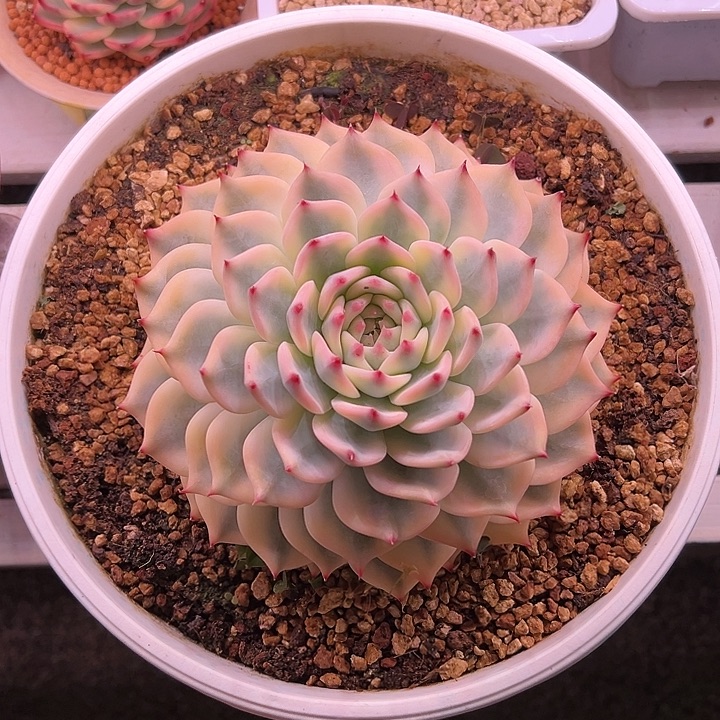 吉娃娃锦多肉植物大单头