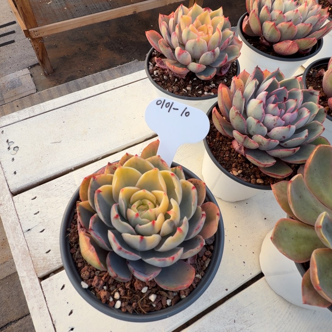 睿***场0101-10赫拉锦单头一颗