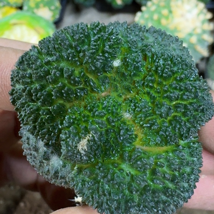 福利苗接大尤哥斯拉516