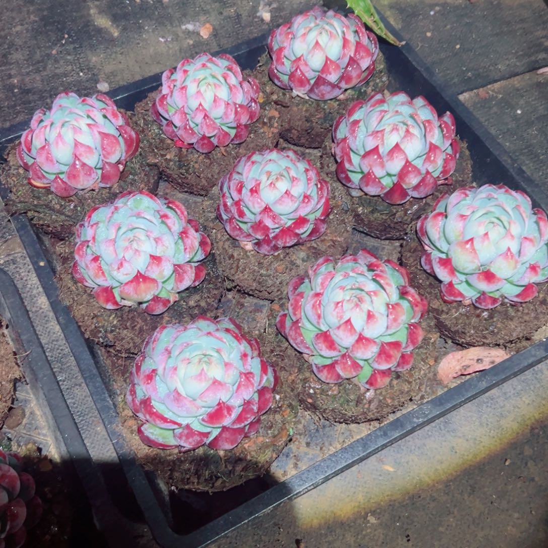 精品多肉植物老桩随机发一棵惊鸿仙子