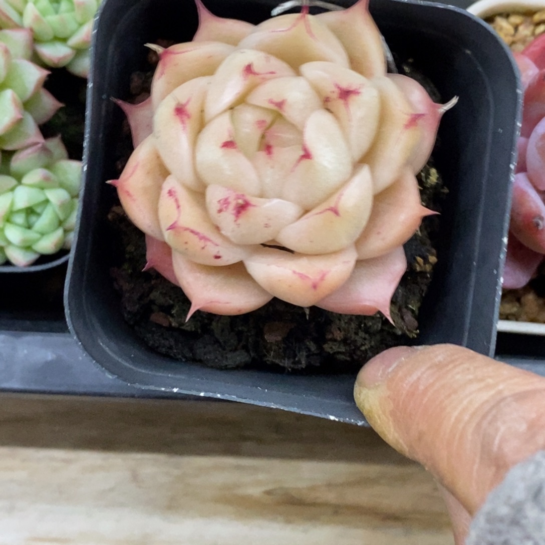 精品多肉一物一拍不包整225