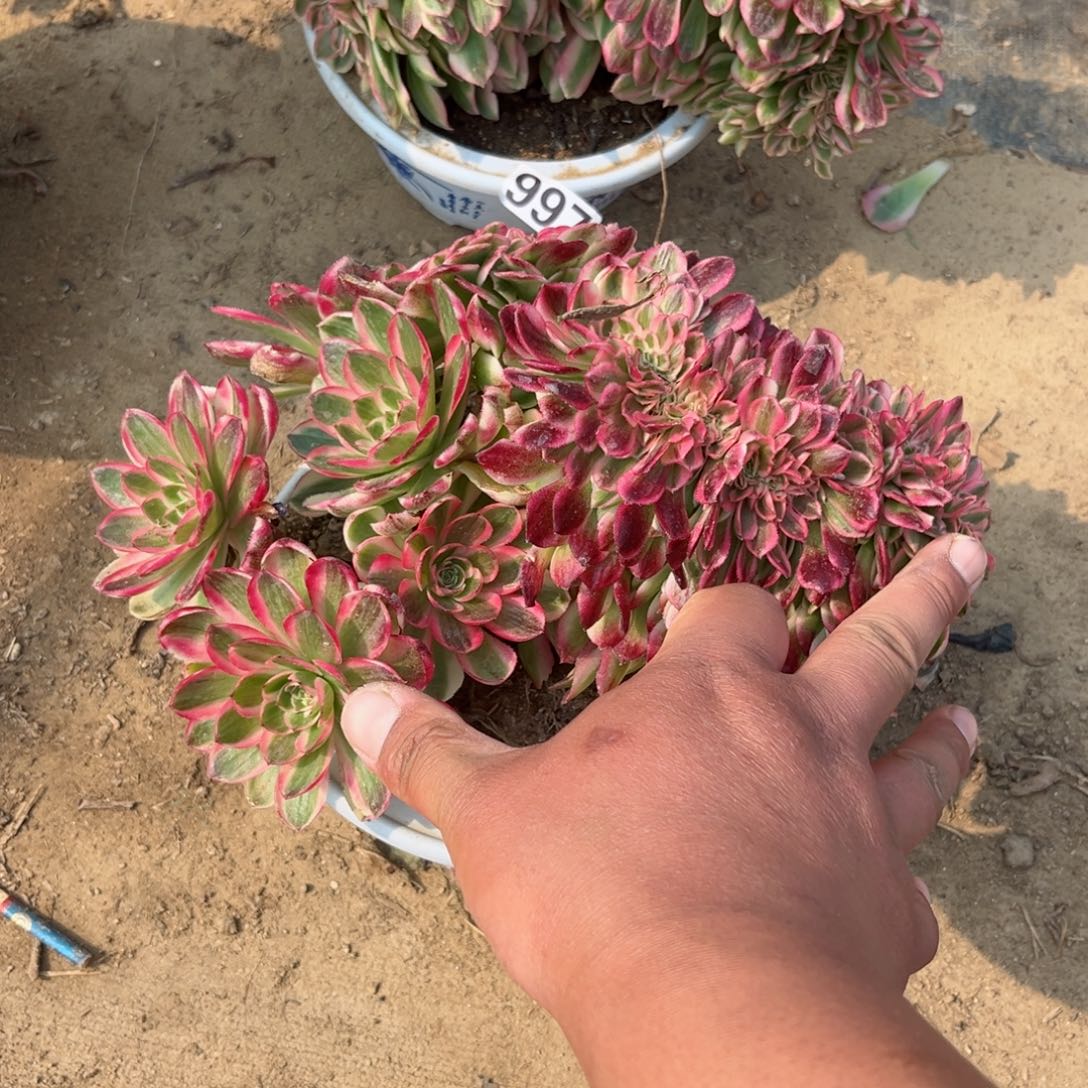 996荔枝缀化多肉植物